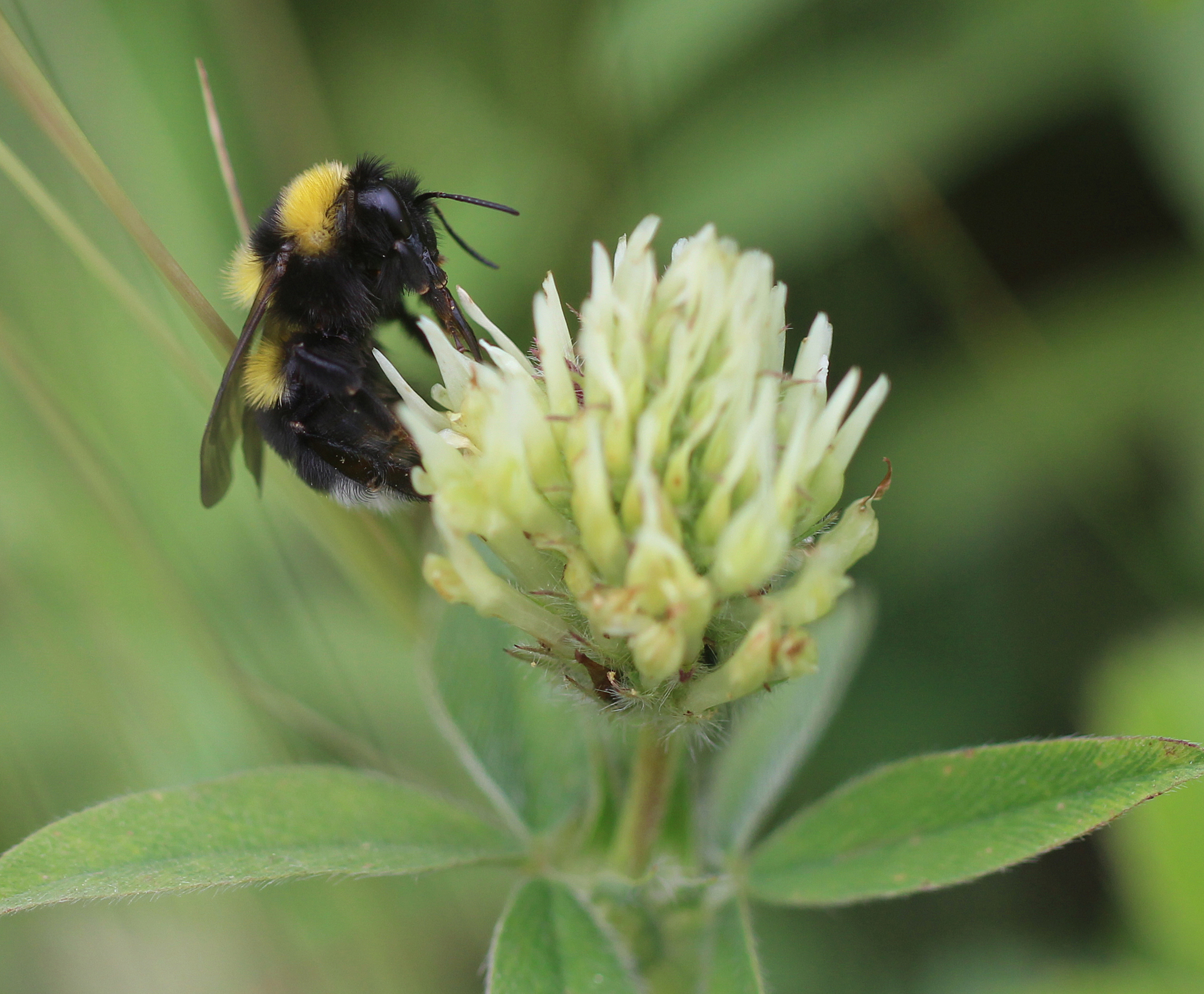 Bombus argillaceus (autor Semelbauer M.)